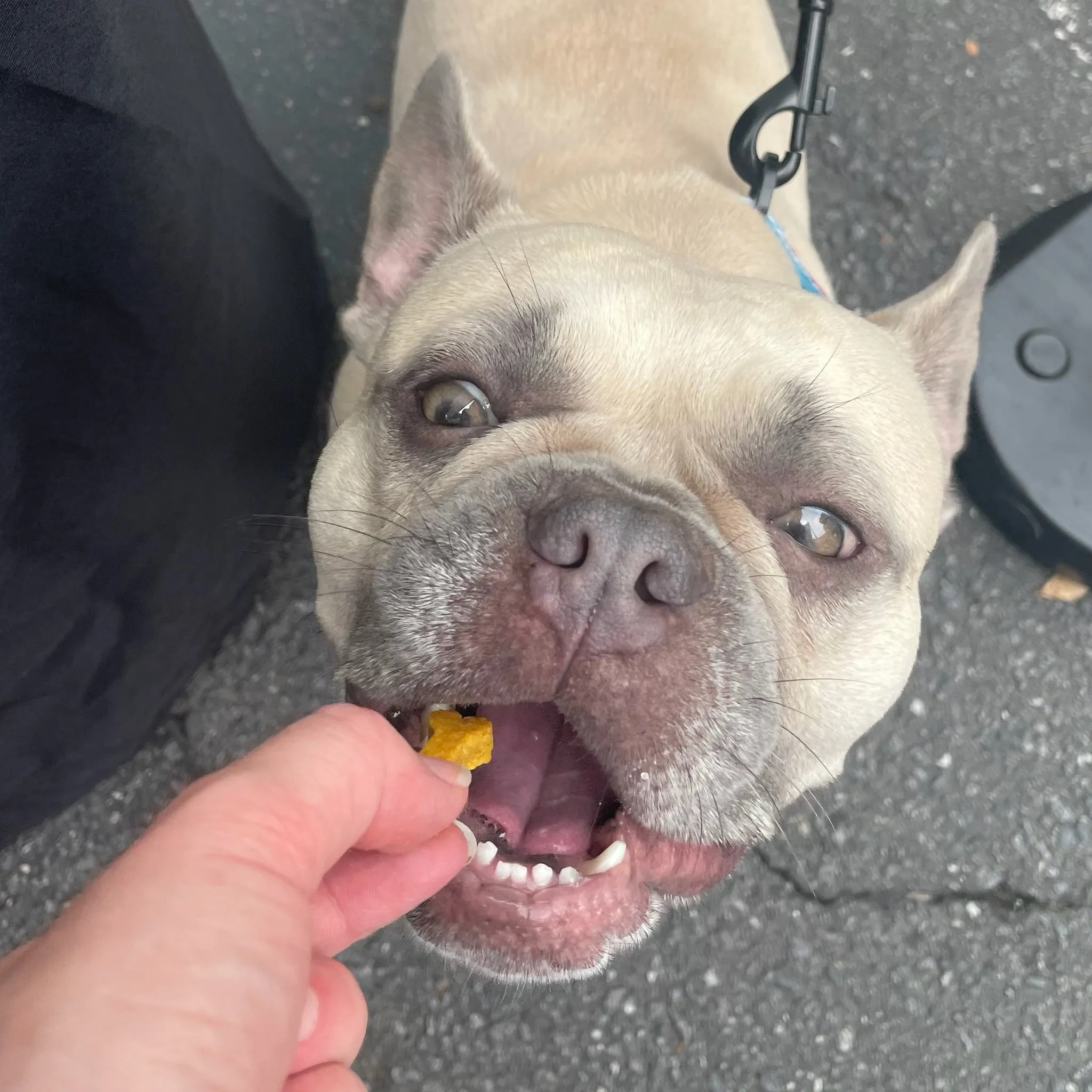 Dog Training Treats - Lil’ Gord-Geous Pumpkin Hearts