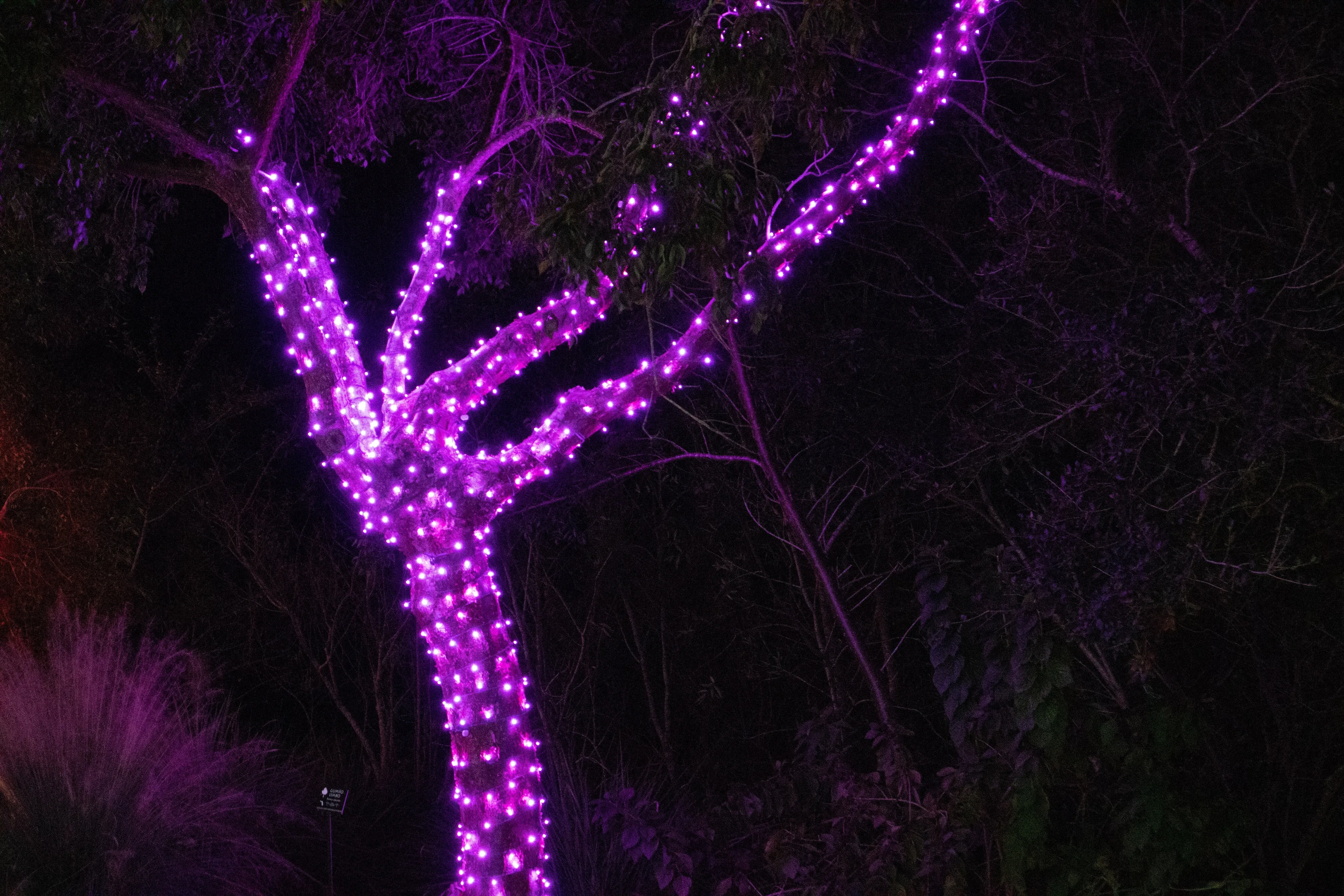 M5 70L LED Christmas Lights Pink