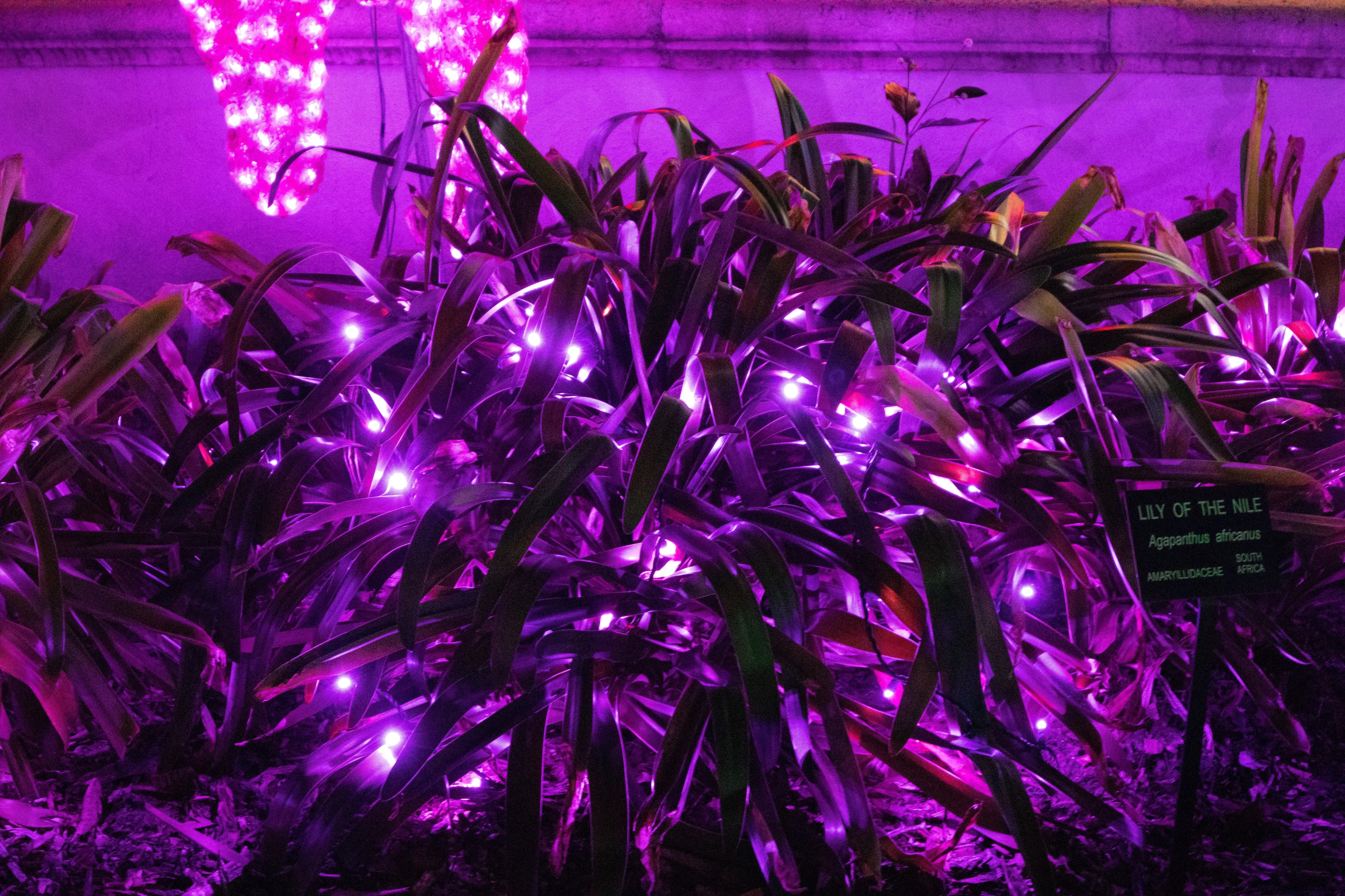 M5 LED Christmas Lights 50L Purple