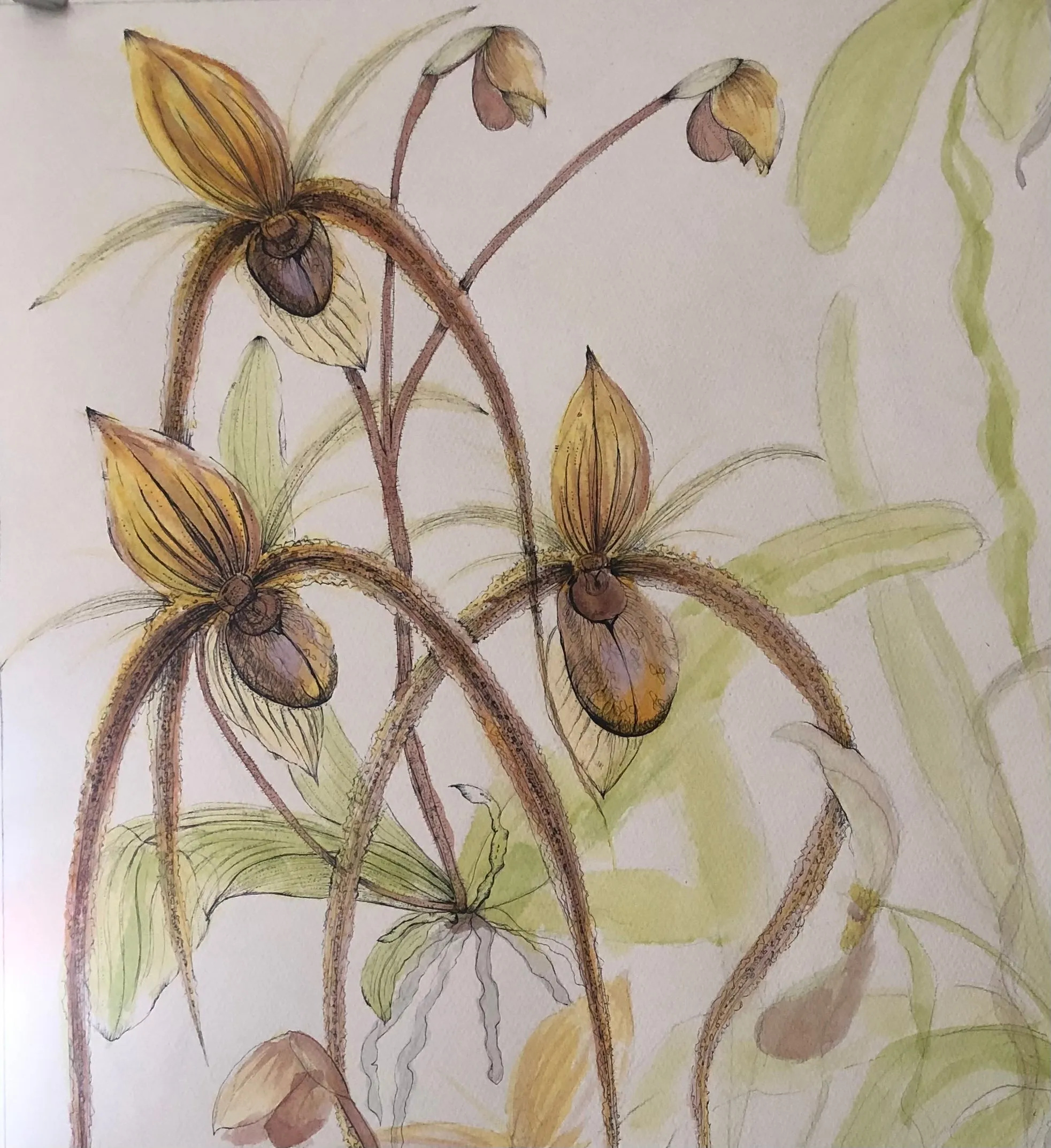 Paphiopedilum Orchid Ink Painting SOLD