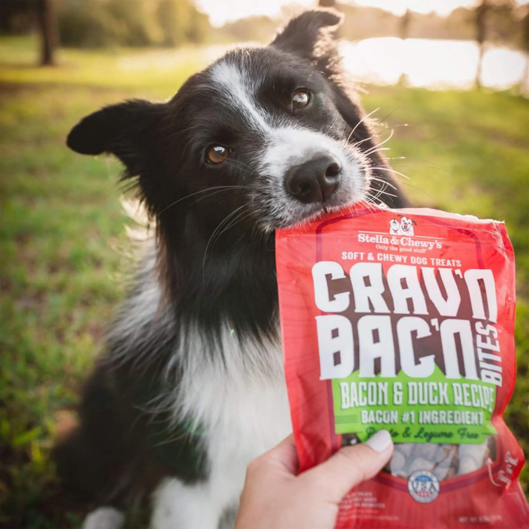 Stella & Chewy's Crav'n Bac'n Bites Dog Treats